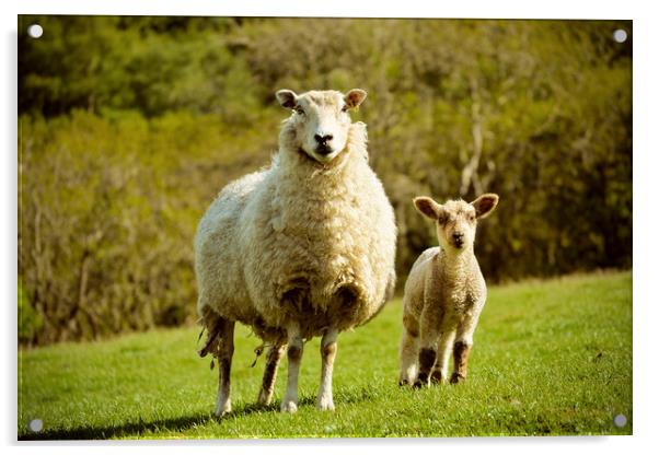 Exmoor Sheep Acrylic by graham young