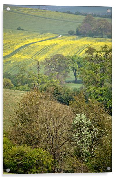 Spring in the Chilterns Acrylic by graham young