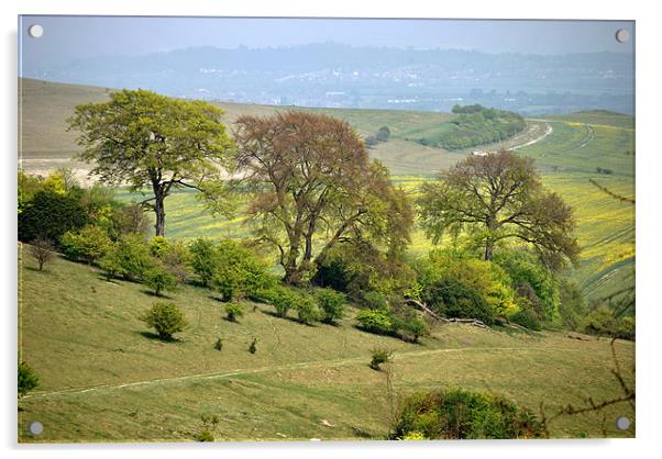Springtime at Ivinghoe Beacon Acrylic by graham young