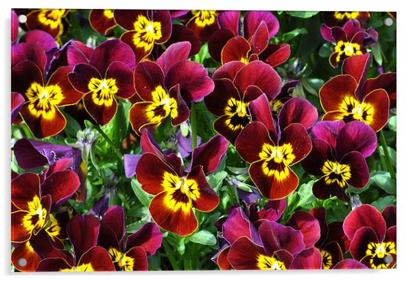 Violas Acrylic by graham young