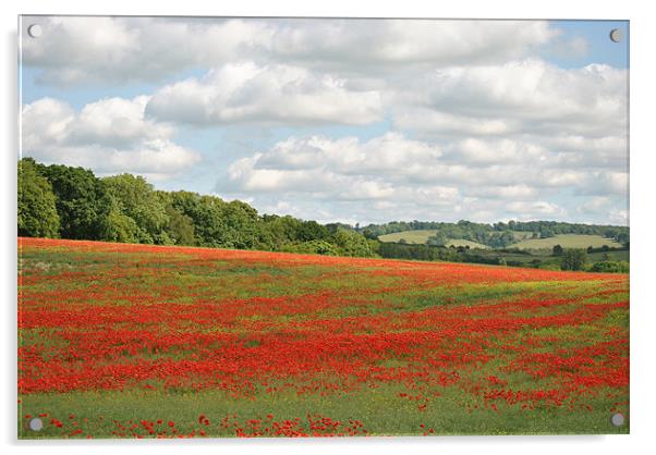Poppy Field in the Chilterns Acrylic by graham young