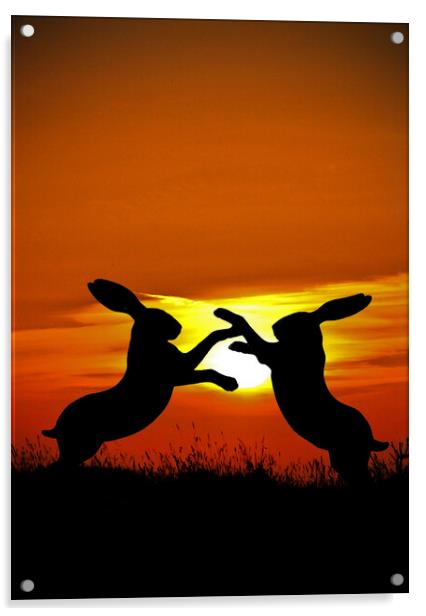 Mad March Hares at Sunset Acrylic by graham young