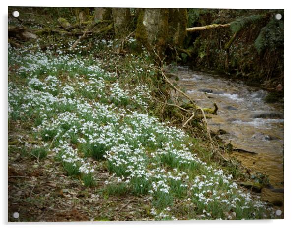 Snowdrops Beside a Woodland Stream Acrylic by graham young