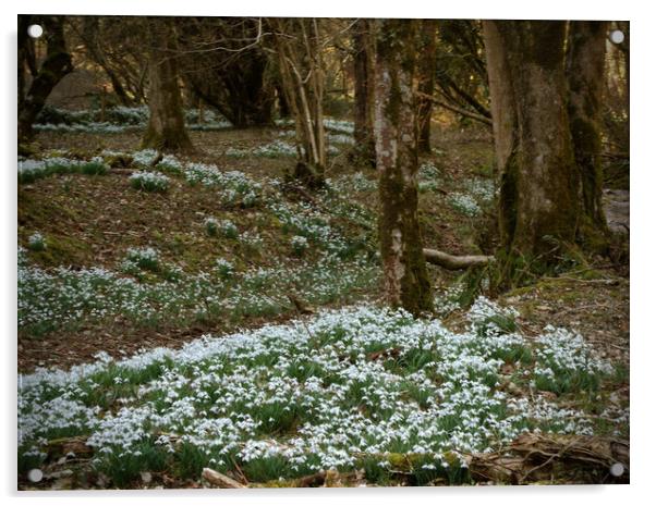 Snowdrops in an Enchanted Exmoor Woodland Acrylic by graham young
