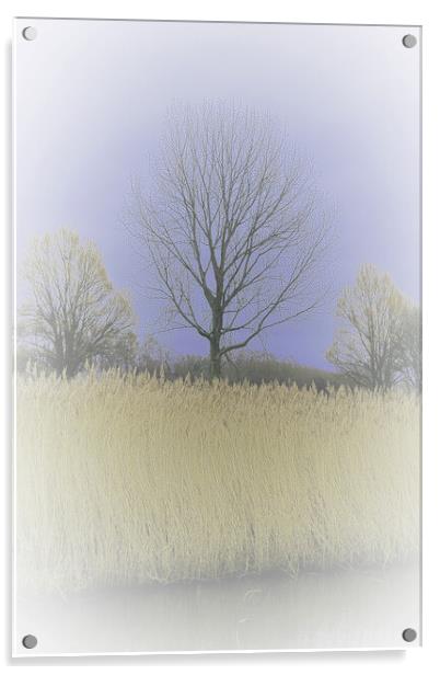 Winter Trees and Reeds 3 (please see my portfolio  Acrylic by graham young