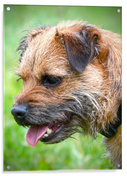 Adorable Border Terrier Your Loyal Companion Acrylic by graham young