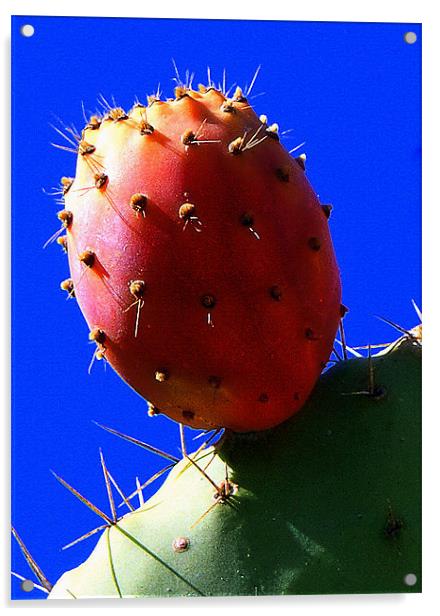 PRICKLY PEAR Acrylic by Doug Poplett