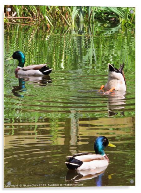 Mallard Ducks  Acrylic by Nicola Clark