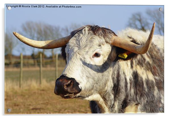 Long Horned Cow Acrylic by Nicola Clark
