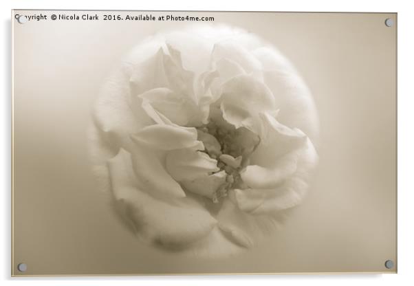 Soft Focus Rose Acrylic by Nicola Clark