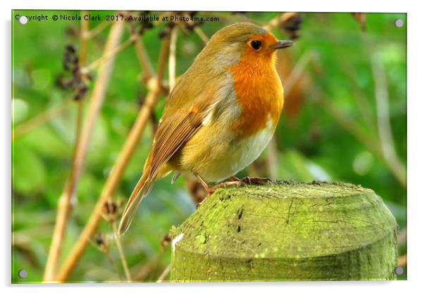 Robin Acrylic by Nicola Clark