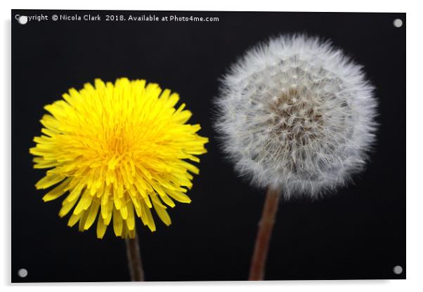 Dandelions Timeless Life Cycle Acrylic by Nicola Clark