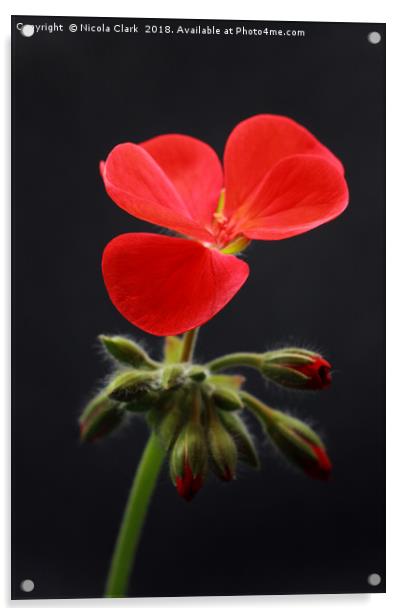 Red Pelargonium Acrylic by Nicola Clark