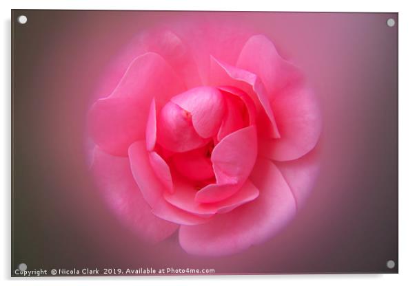 Pink Rose Acrylic by Nicola Clark