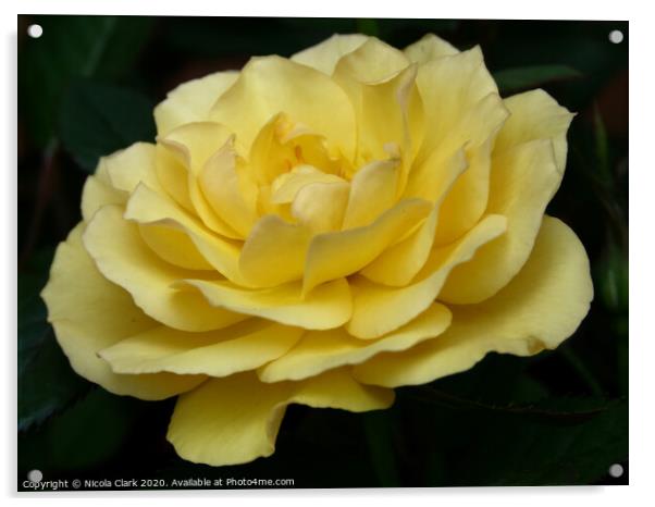 Yellow Rose Acrylic by Nicola Clark