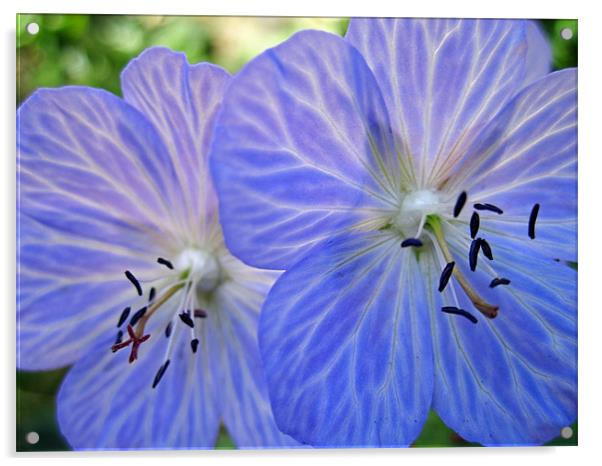 Geranium Acrylic by Nicola Clark