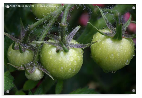 Green Tomatoes Acrylic by Nicola Clark