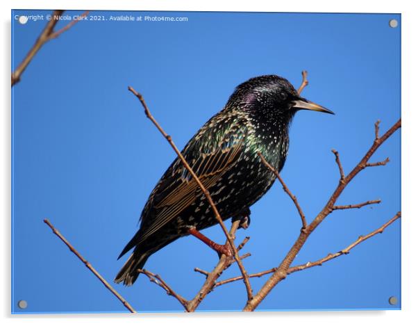 Winters Vibrant Songbird Acrylic by Nicola Clark