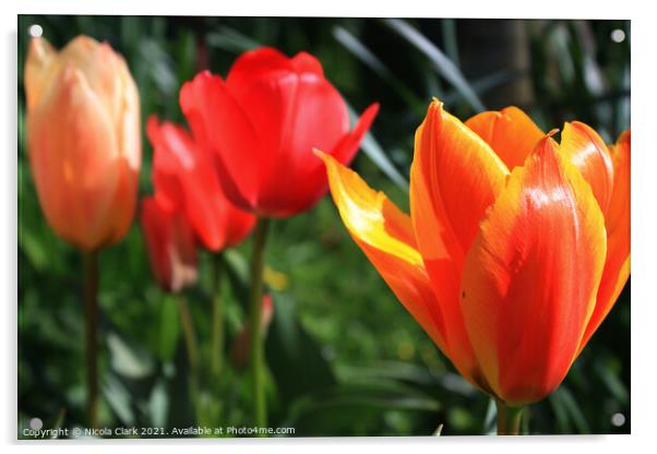 Springs Vibrant Tulip Symphony Acrylic by Nicola Clark