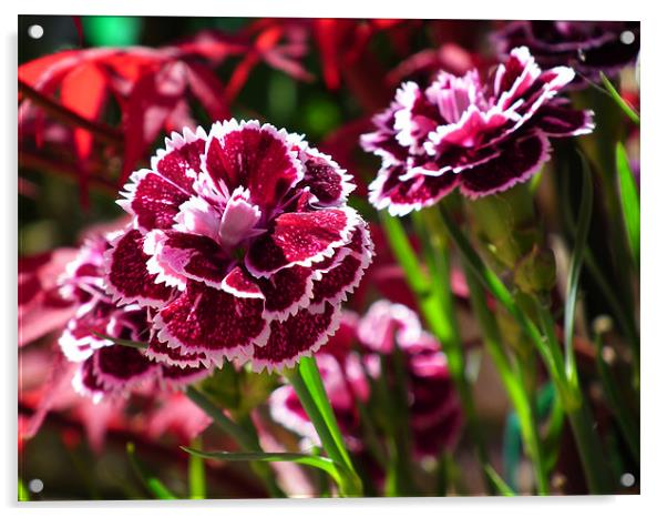 Dianthus In Bloom Acrylic by Ian Coleman