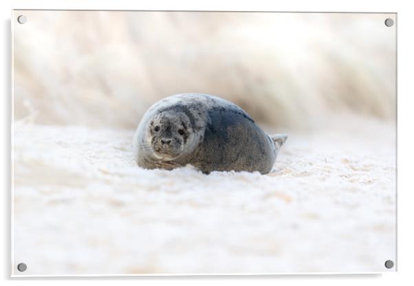 Norfolk Seal Acrylic by Allan Thornhill