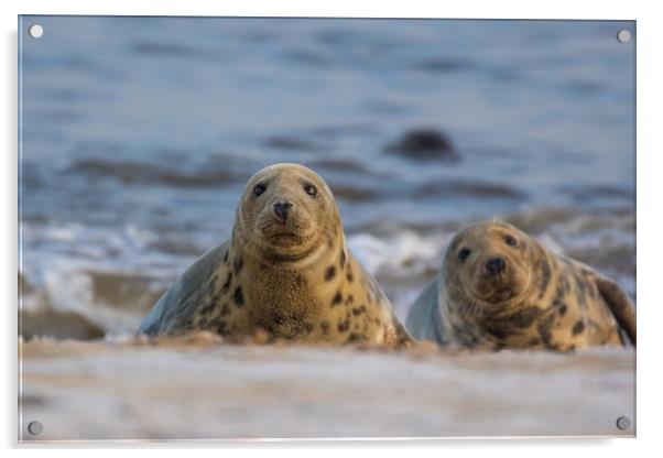 Grey Seal Acrylic by Allan Thornhill