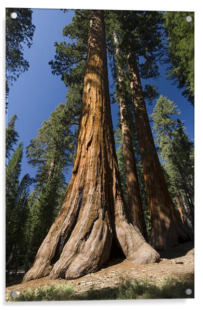 Giant Sequoia Acrylic by Michael Treloar