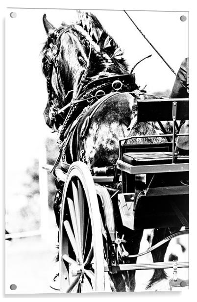 Black & White Horse & Carriage Acrylic by tony golding