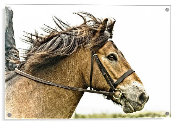 Exmoor Pony 2 Acrylic by tony golding