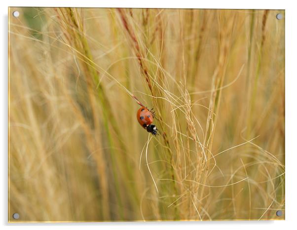 Ladybird in the grass Acrylic by William Coulthard