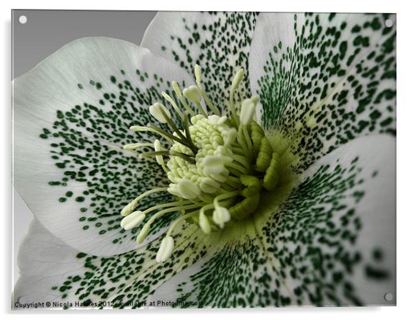 Helleborus Orientalis Acrylic by Nicola Hawkes