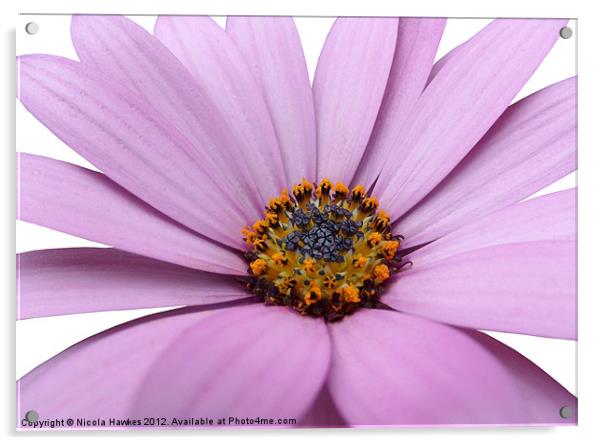 African Daisy Acrylic by Nicola Hawkes