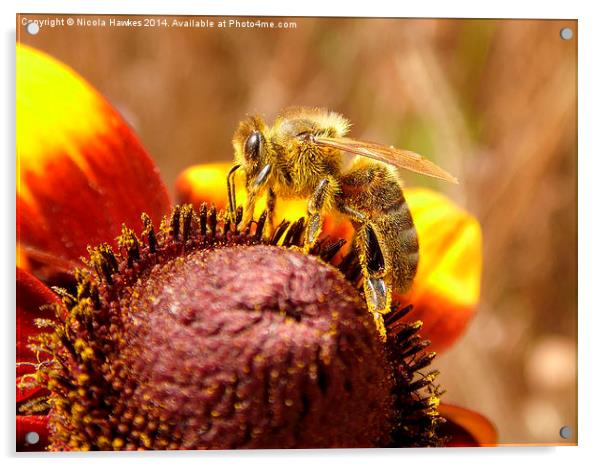  Honey Bee @ Work On Orange Coneflower Acrylic by Nicola Hawkes