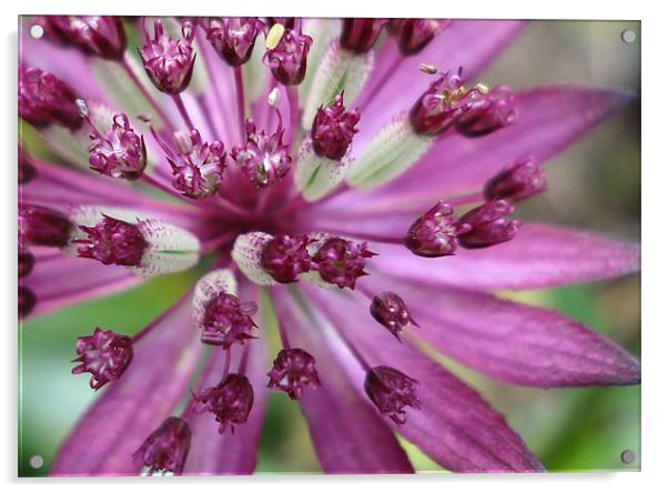 Purple Astrantia Acrylic by Nicola Hawkes