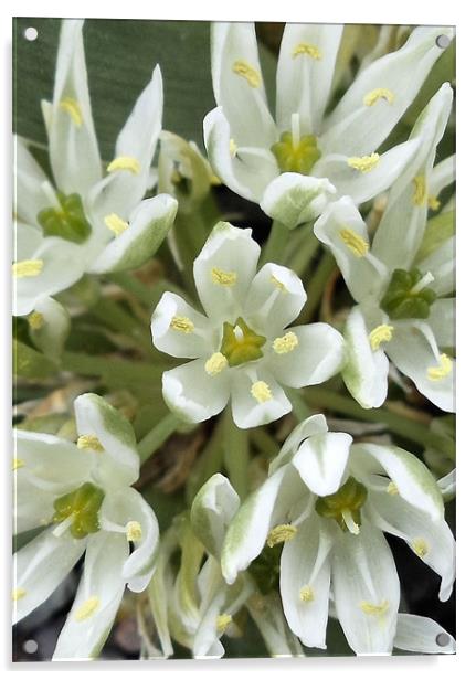 White Flowers Acrylic by Nicola Hawkes