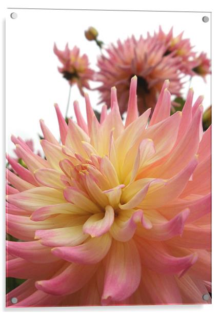 Pink and Yellow Dahlia Acrylic by Nicola Hawkes