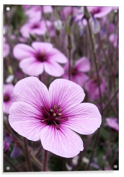 Purple Geranium Acrylic by Nicola Hawkes