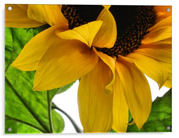 Sunflower Acrylic by Nicola Hawkes