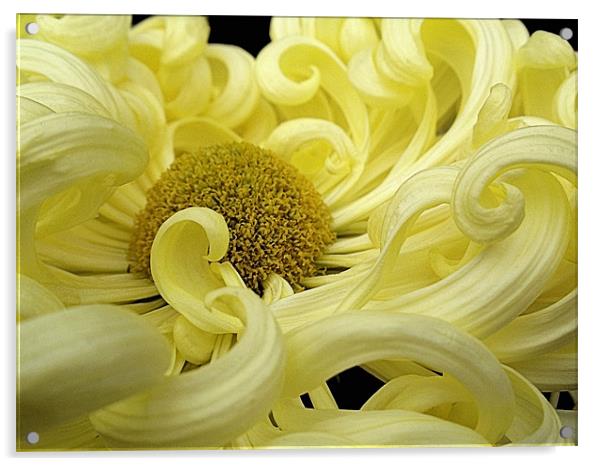 Curly Yellow Chrysanthemum Acrylic by Nicola Hawkes