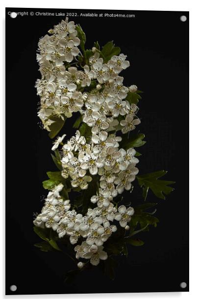 White Blossom Acrylic by Christine Lake