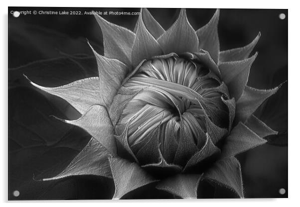 Silver Sunflower Acrylic by Christine Lake