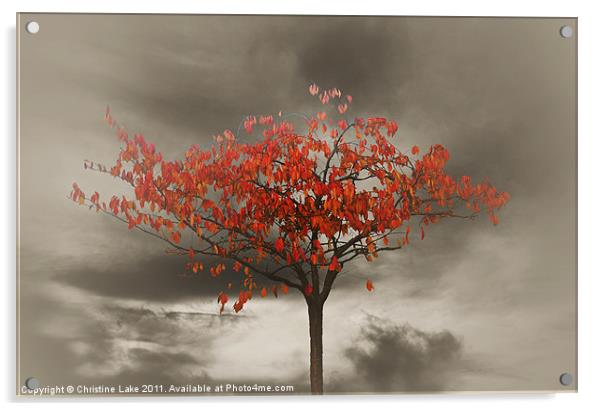 Autumn Red Acrylic by Christine Lake