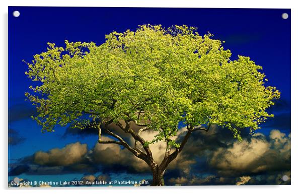 Tree of Wisdom Acrylic by Christine Lake