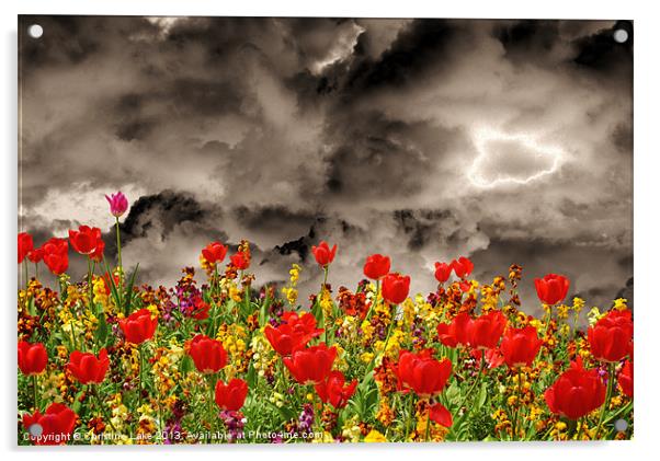 Tulips Galore Acrylic by Christine Lake