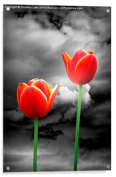 Night Tulips Acrylic by Christine Lake