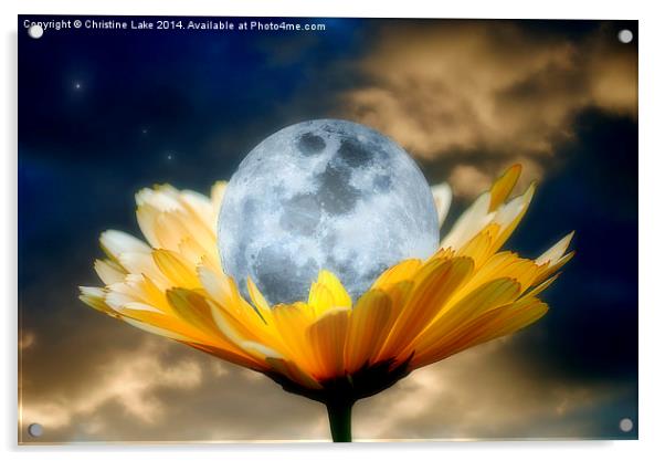 Daisy Moon Acrylic by Christine Lake