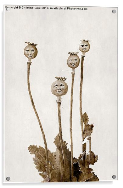Poppy Heads Acrylic by Christine Lake