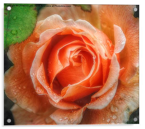  Raindrops on Roses Acrylic by Christine Lake