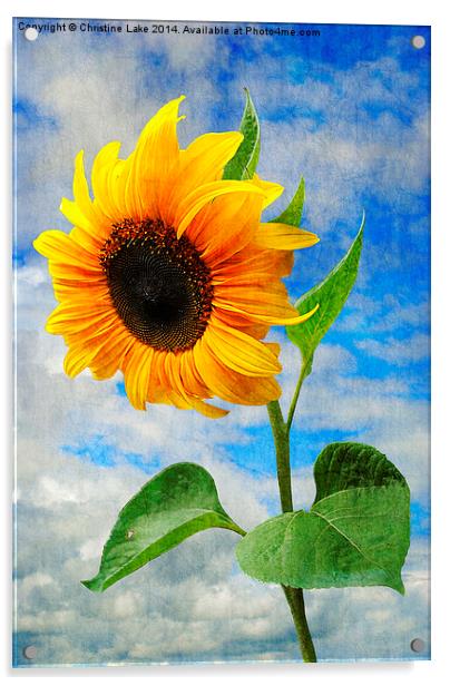 Sunflower  Acrylic by Christine Lake