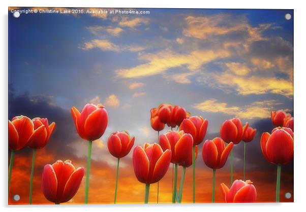  Tulip Sunset Acrylic by Christine Lake